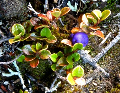 Myrsine nummularia by Peter de Lange