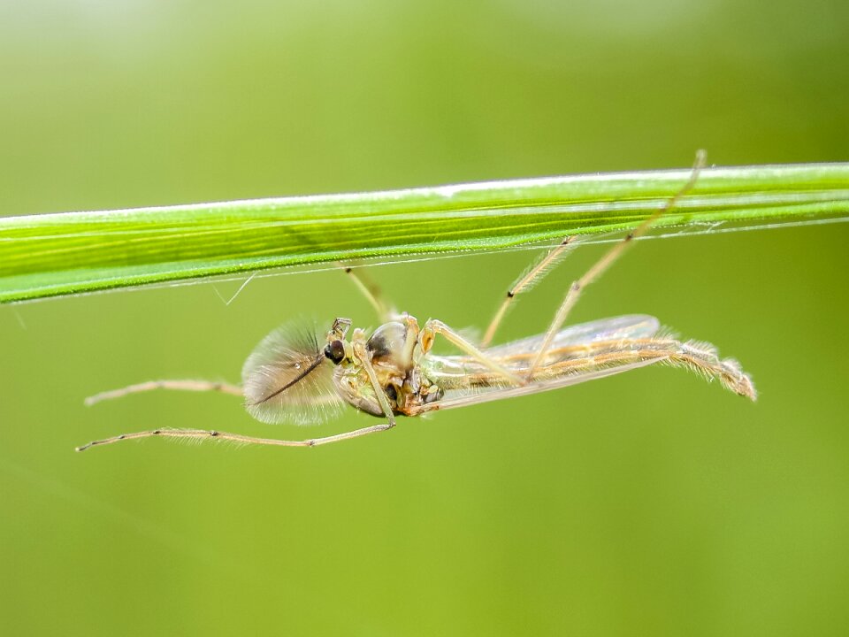 Insect nature animal