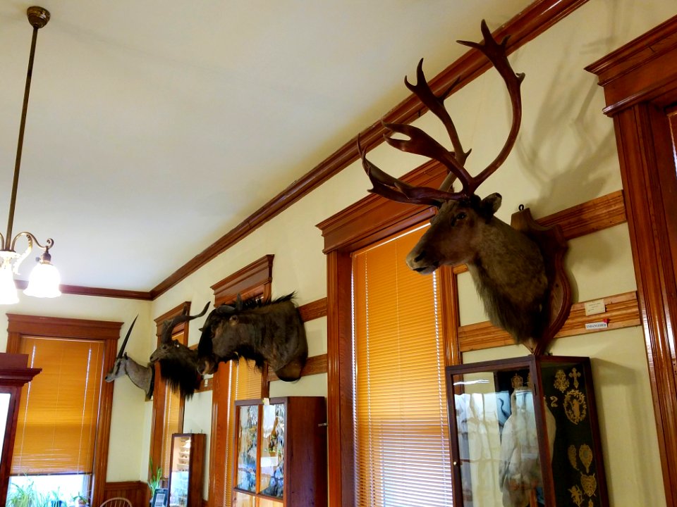 Museum mounted heads - Pember Library and Museum - Granville, New York - 20180224 141709