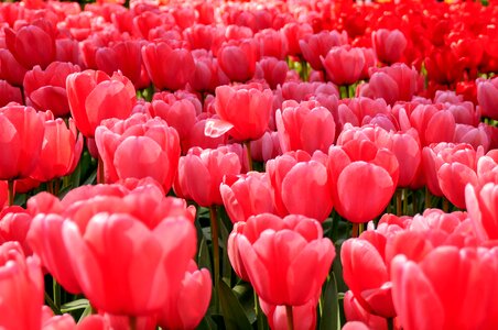 Pink tulips holland