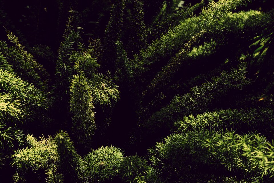 Greenery natural nature