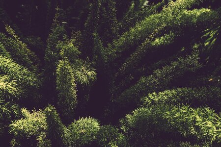 Greenery natural nature