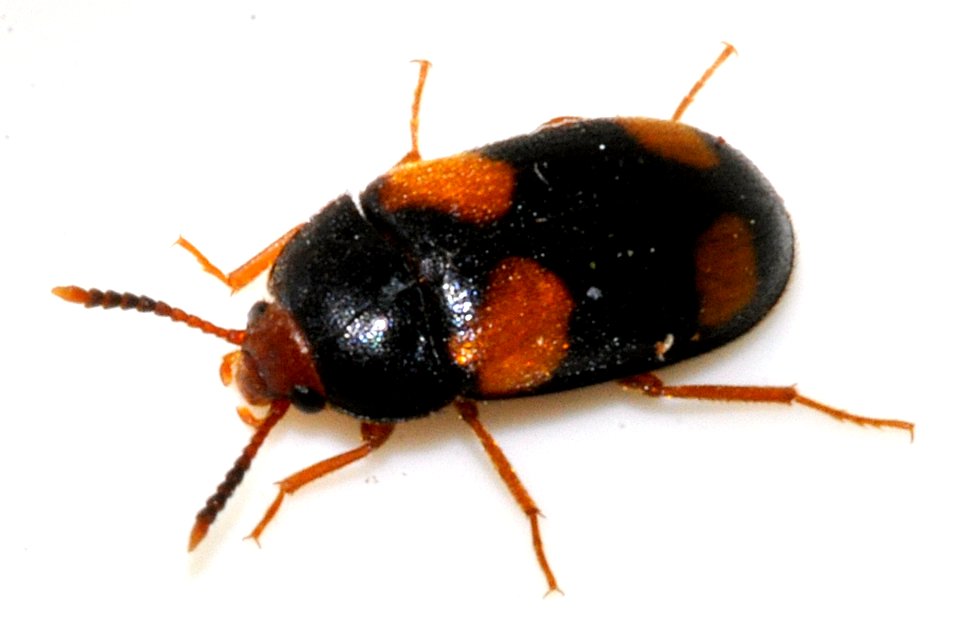 Mycetophagus-quadripustulatus-01-fws