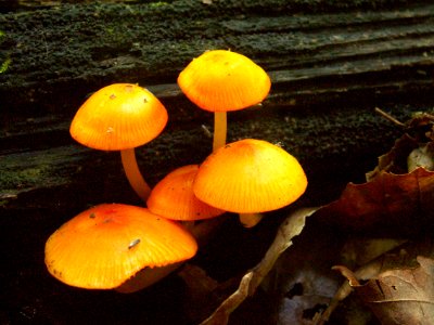 Mycena leaiana, 2015-05-30, Trillium Trail, 01