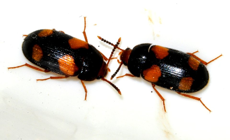 Mycetophagus-quadripustulatus-11-fws