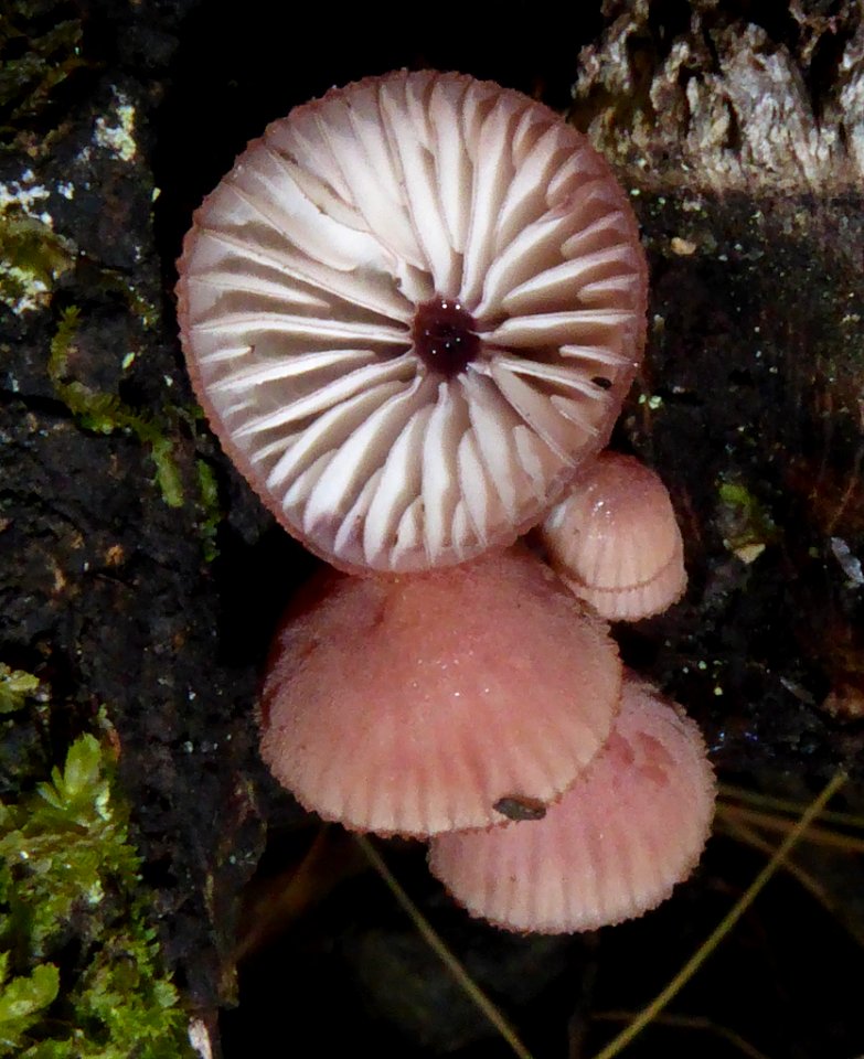 Mycena mariae2 by Peter de Lange