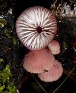 Mycena mariae2 by Peter de Lange
