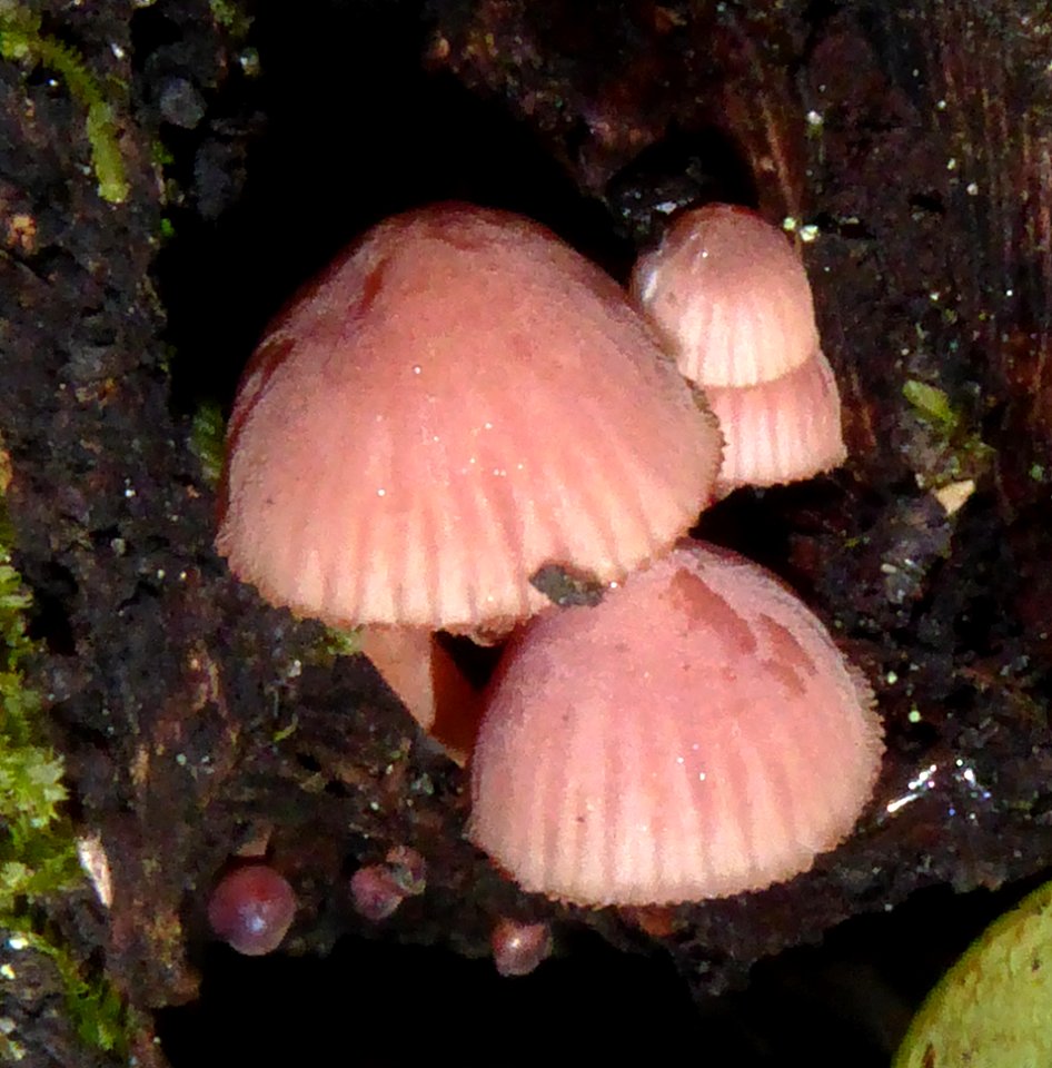 Mycena mariae by Peter de Lange
