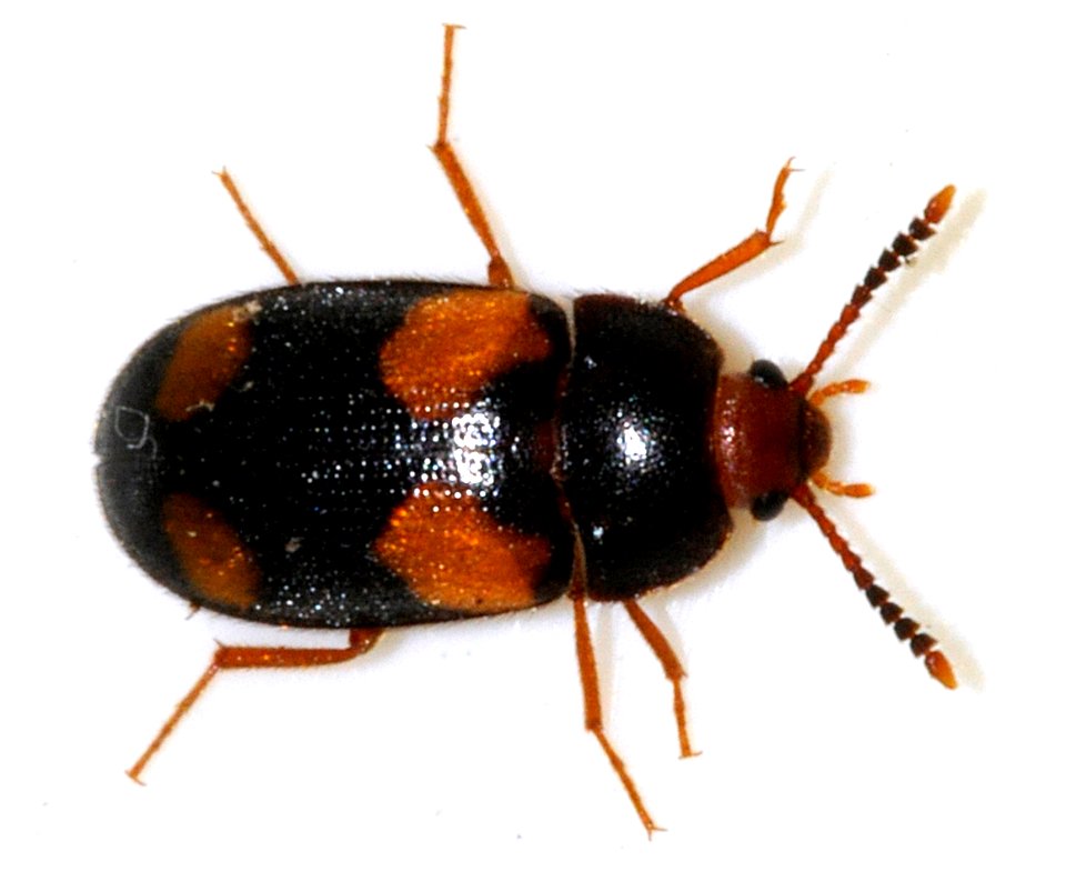 Mycetophagus-quadripustulatus-05-fws