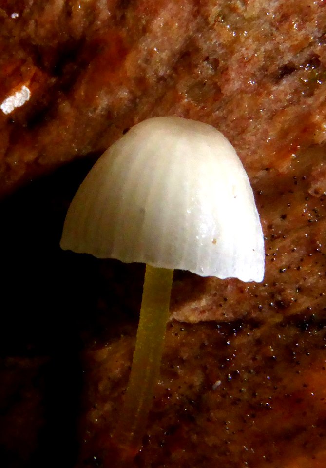 Mycena subviscosa2 by Peter de Lange