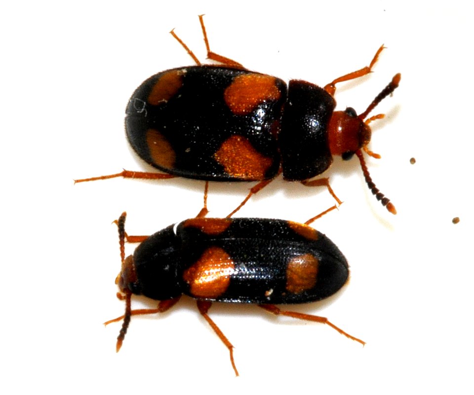 Mycetophagus-quadripustulatus-09-fws
