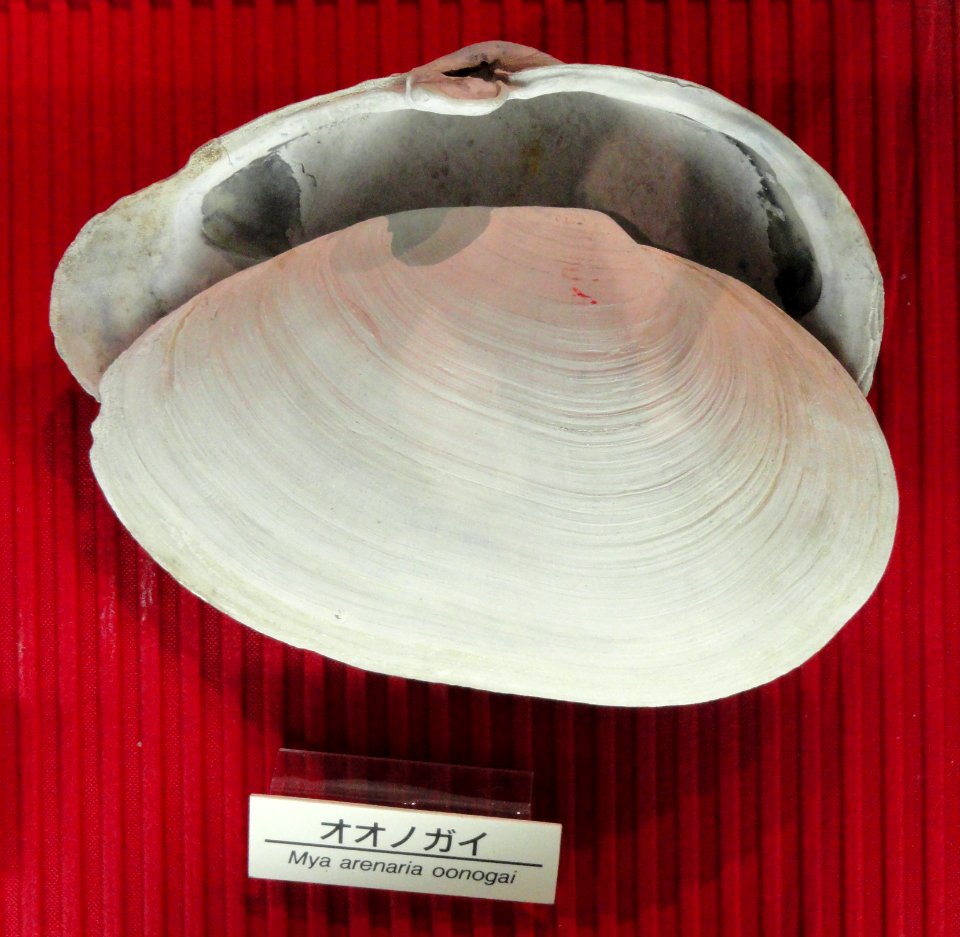 Mya arenaria - Osaka Museum of Natural History - DSC07781