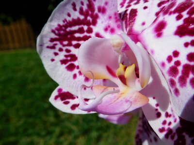 Flower tropical nature