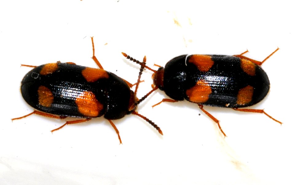Mycetophagus-quadripustulatus-12-fws