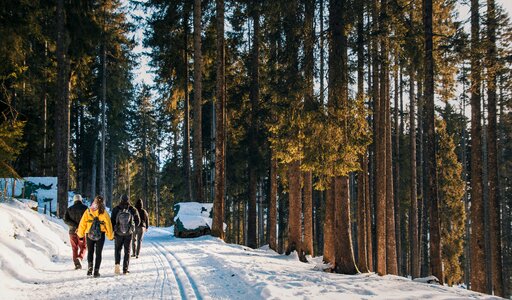 Nature forests landscape photo