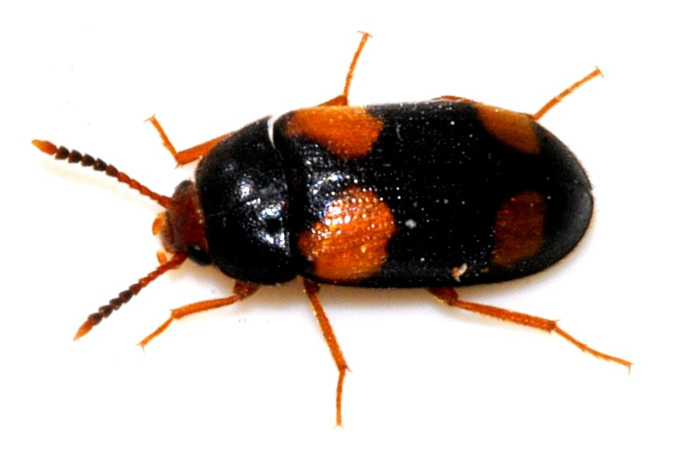 Mycetophagus-quadripustulatus-08-fws