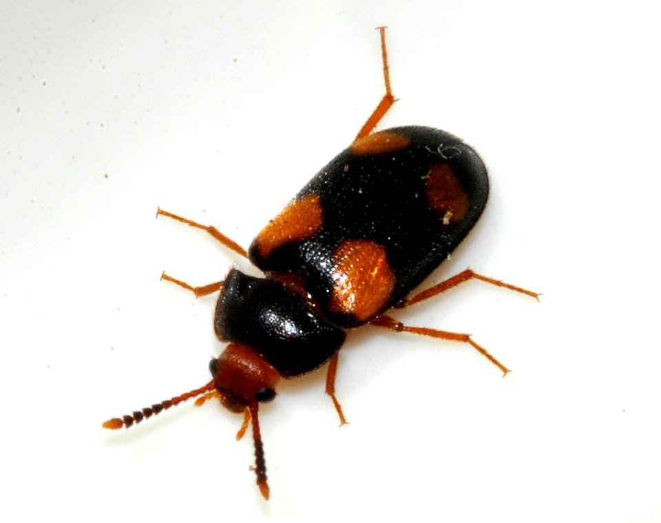 Mycetophagus-quadripustulatus-07-fws