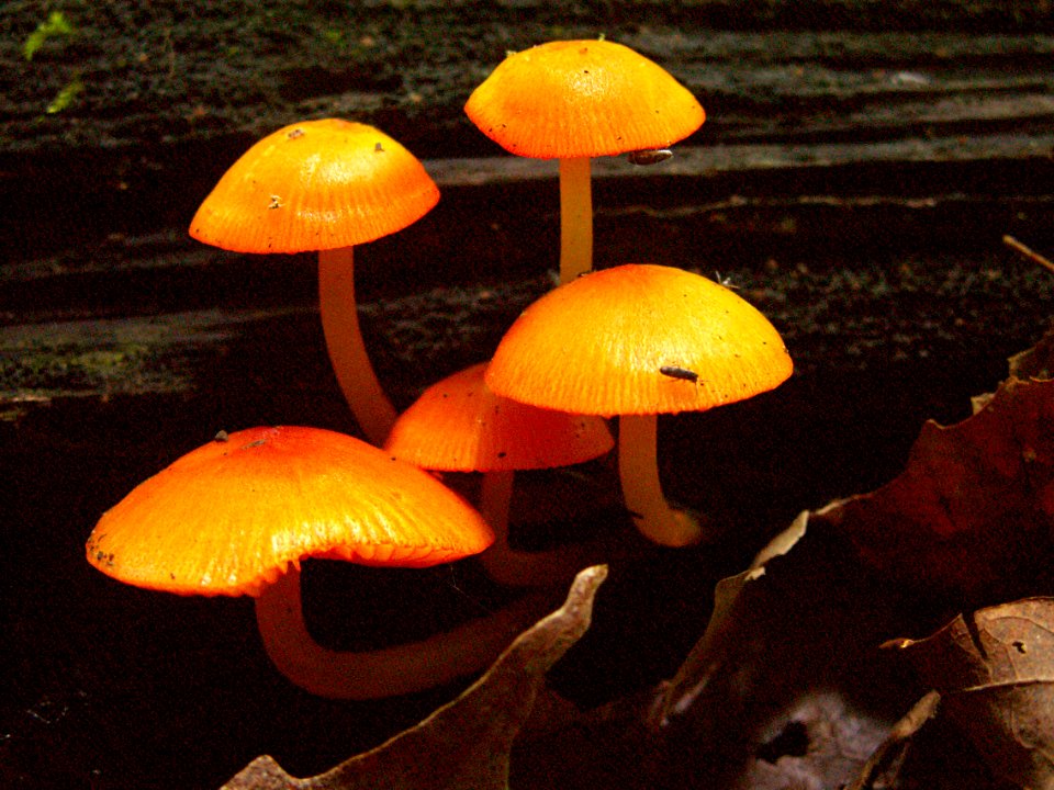 Mycena leaiana, 2015-05-30, Trillium Trail, 02