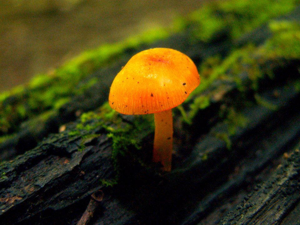 Mycena leaiana, 2015-05-30, Trillium Trail, 04