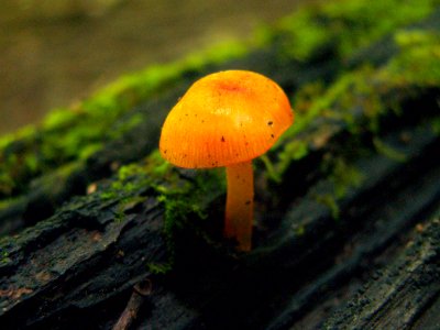 Mycena leaiana, 2015-05-30, Trillium Trail, 04