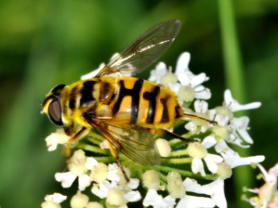 Myathropa-florea-01-fws