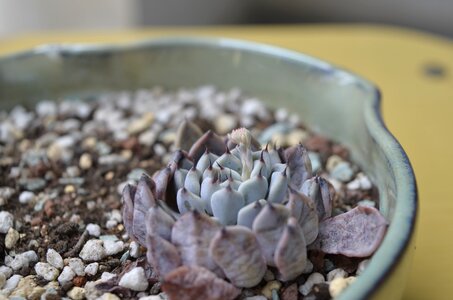 Potted plants the fleshy flower