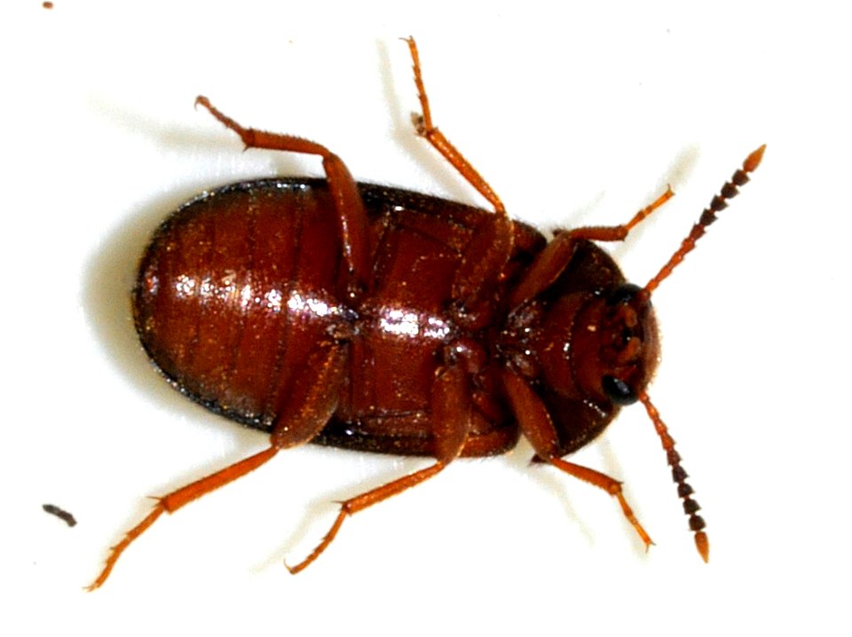 Mycetophagus-quadripustulatus-02-fws