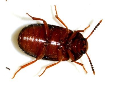 Mycetophagus-quadripustulatus-02-fws
