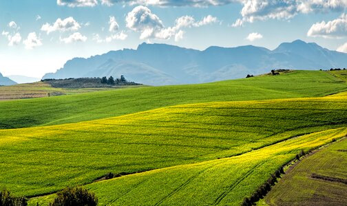 Rapeseed crops farming photo