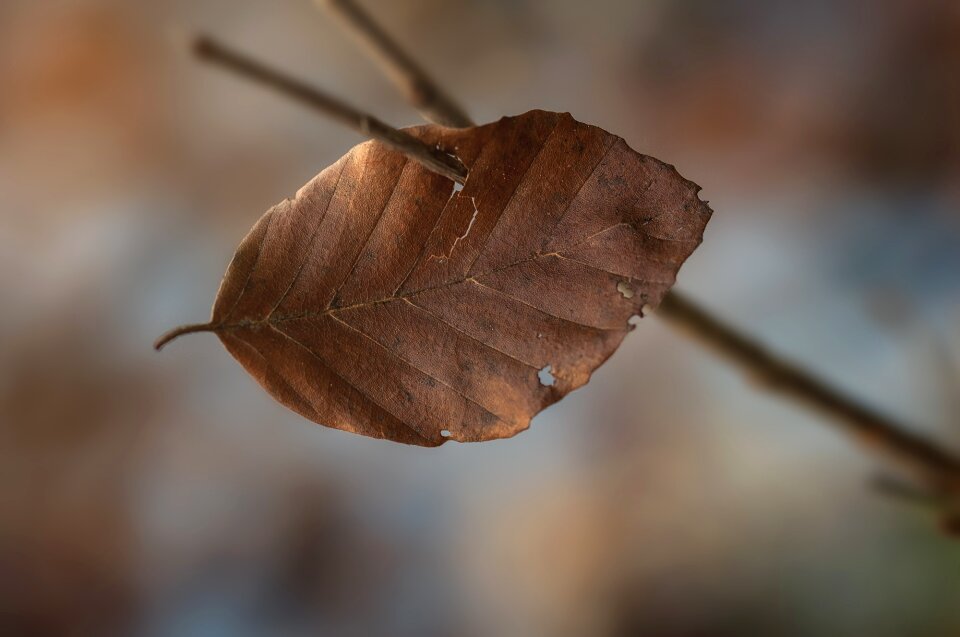 Dry nature close up