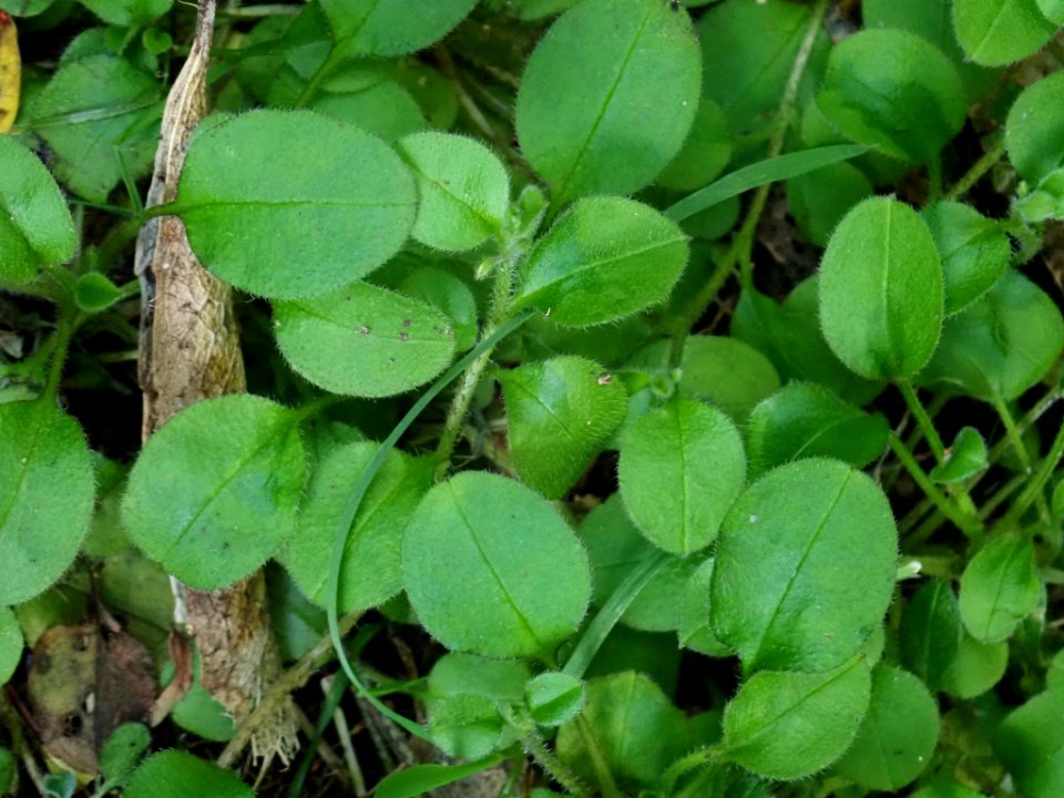 Myosotis spatulata 52292685