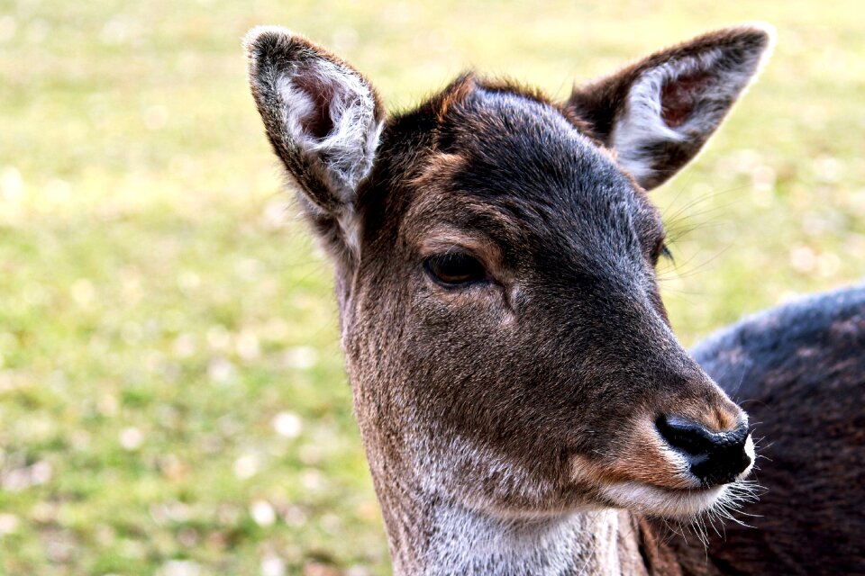 Wild forest animal young deer