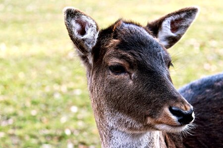 Wild forest animal young deer
