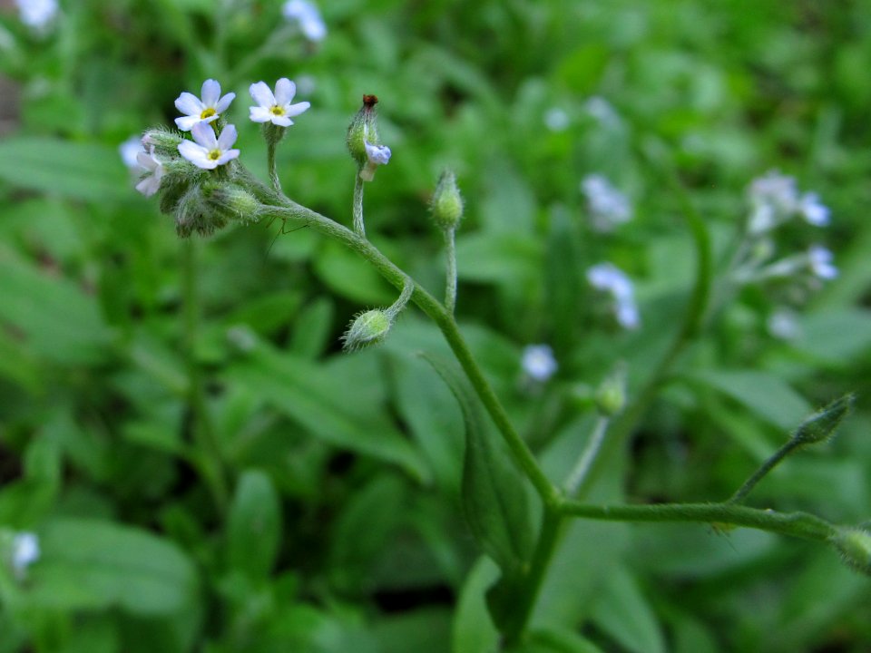 Myosotis laxa, 2021-06-13, Seldom Seen, 02
