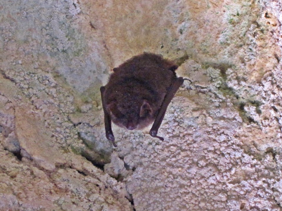 Myotis emarginatus (Geoffroy's bat), Valkenburg aan de Geul, the Netherlands
