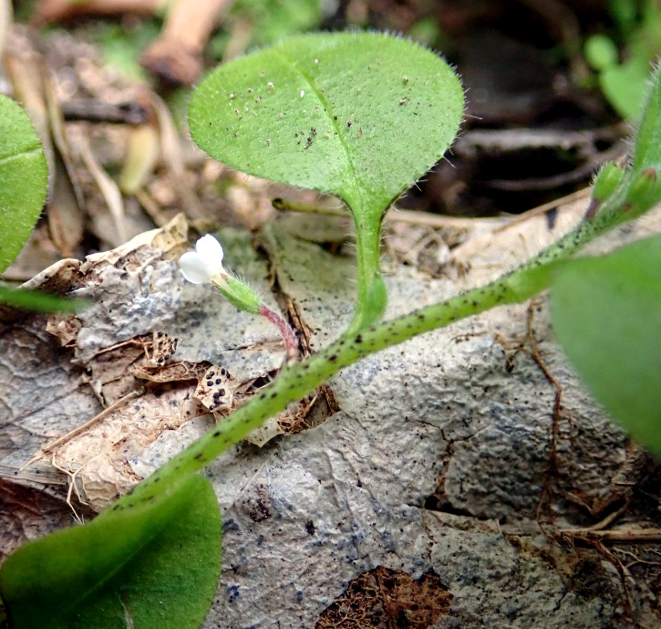 Myosotis spatulata 53335983