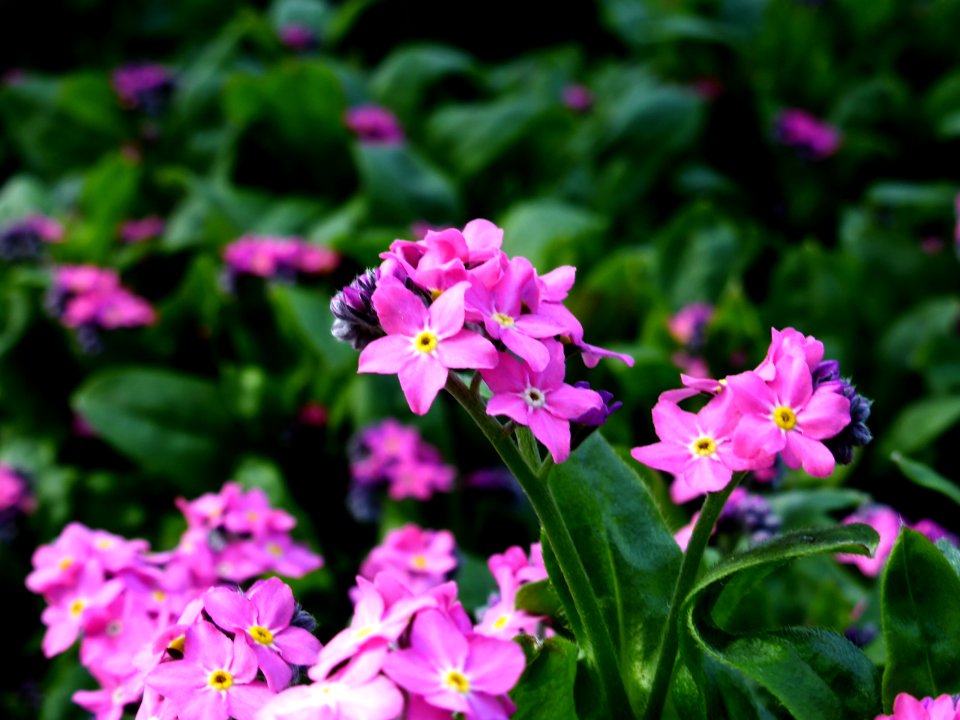 Myosotis-sylvatica-2