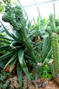 Myrtillocactus geometrizans - Krohn Conservatory - DSC03534