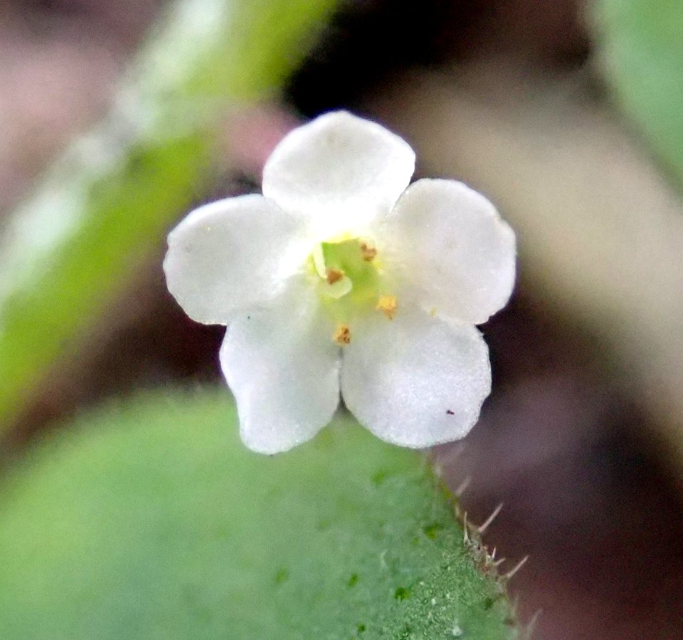 Myosotis spatulata 53336328