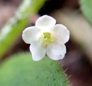 Myosotis spatulata 53336328