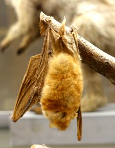 Myotis bocagii - Swedish Museum of Natural History - Stockholm, Sweden - DSC00661
