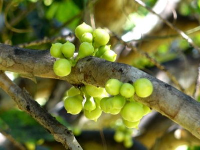 Myrciaria sp. - Fruit and Spice Park - Homestead, Florida - DSC08836