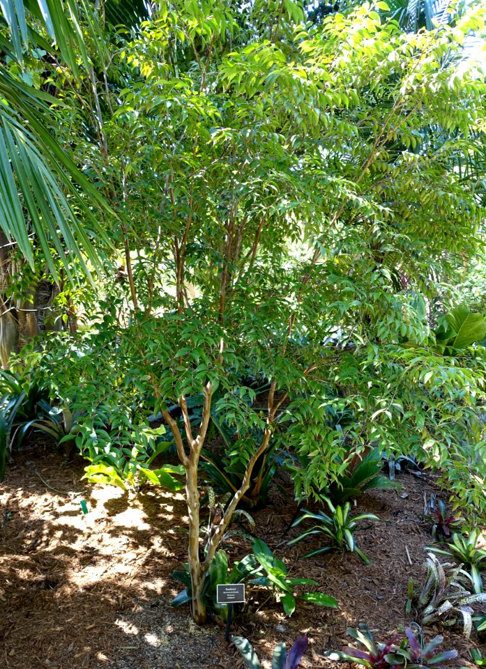 Myrciaria floribunda - Naples Botanical Garden - Naples, Florida - DSC09679