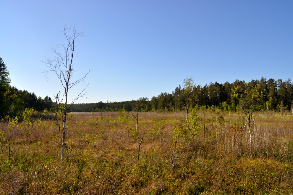 Myr - Marsjöns naturreservat