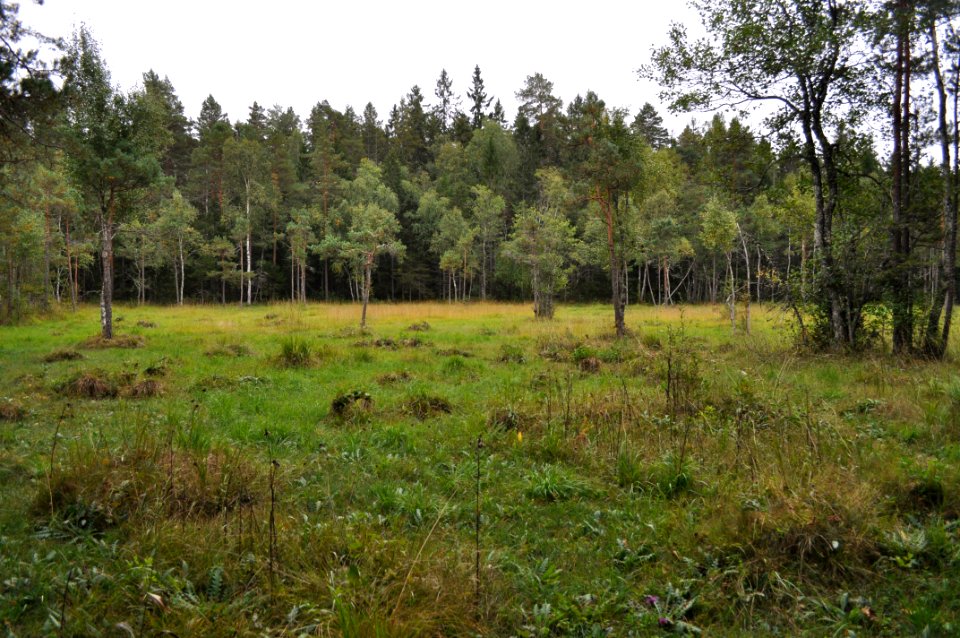 Myr Stampmossen