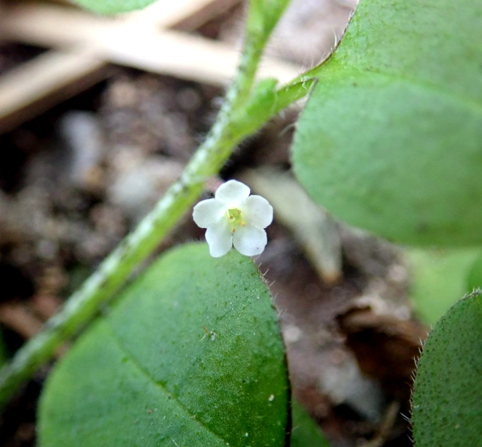 Myosotis spatulata 53336106
