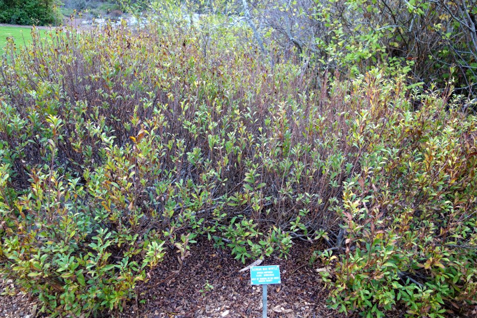 Myrica hartwegii - Regional Parks Botanic Garden, Berkeley, CA - DSC04583