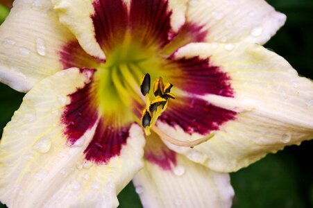 Flower plant garden