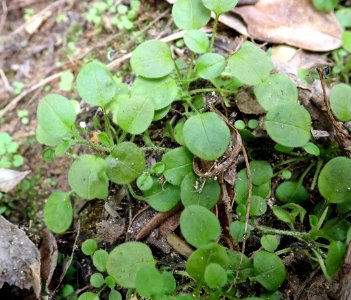 Myosotis spatulata 53335876