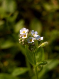 Myosotis laxa, 2015-06-12, Mount Lebanon, 04